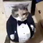 CatsINBlack