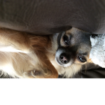 Help dogs please
