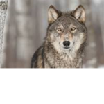 Wolves are best!