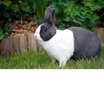 i love rabbits