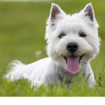 click here if you like dogs alot