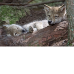 wolf denz