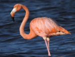 Flamingoism Religion