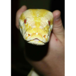 PokeClanz
