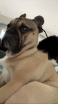 Indibear3