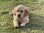 Penny my new puppy