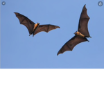 Bats Unit wwe