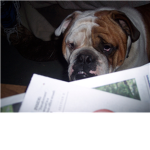 bulldogs fan club