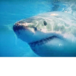 Sharks gaaaaaang