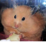 We Are The Hamsters