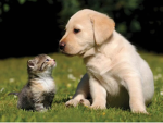 dogs and cats!