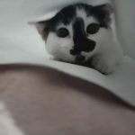 MolyKis_Posting