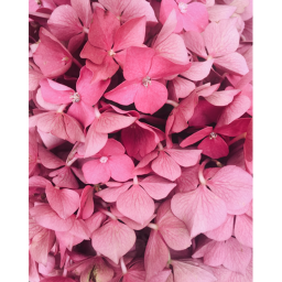 The flower garden