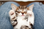The cute kitten family