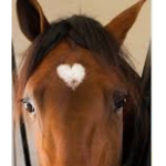 Mustang Stables