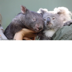 The Wombat Koala Group