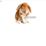 My bunny gang