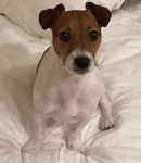 Doggy 1567