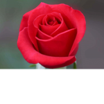 ~The Petals~