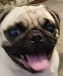 Halitito