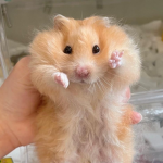 emma's hamsters