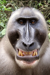 DA MONKEY EMPIRE