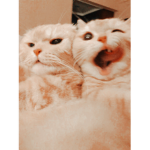 ~ - S M I L E Y S - ~