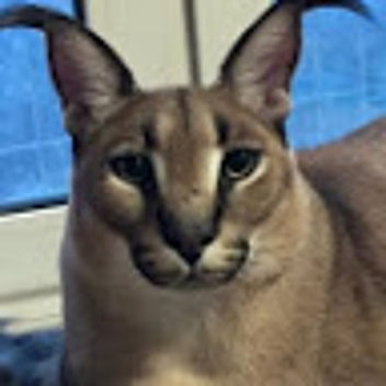 ESCAPE TO BIG FLOPPA