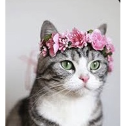 🌸