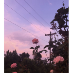 Aesthetically Mixed