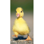 De coole eendjes