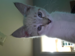 I love cats so cute