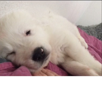Cute dogs coco
