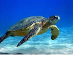 I RESPEC ILLEGAL TOORTLE
