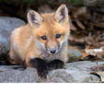 Animals Rock The World!
