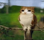 Meowls Studio
