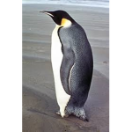 - Penguin Productions -