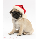 Pugz are amazing team