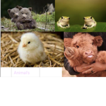 The animal family Group