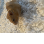 Hamsters very are cute