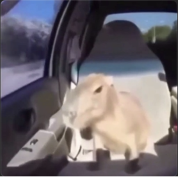(GIANT CAPYBARA NEXTBOT) Capybara Nextbots!