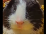 Oink.I’m.a.pig.