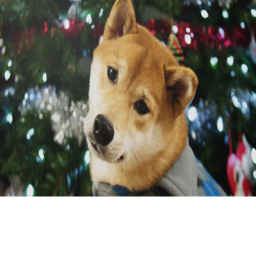 Shiba Inu's Cafe
