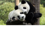 Panda People are Best