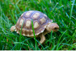 TurtlesAreCool