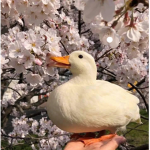 quacksq