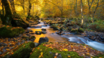 ~ |-| Streamside Resort |-| ~