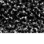 Official Bear layer yt group