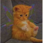 Anulkaaa