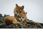 •The Fox Den•